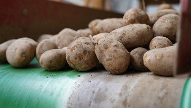 aardappelen aardappeloogst Agrifoto3