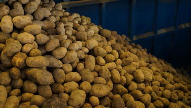 aardappelen sorteren Agrifoto3