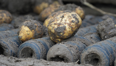 Oogst van aardappelen, akkerbouw