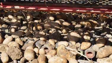 Oogst van aardappelen, akkerbouw