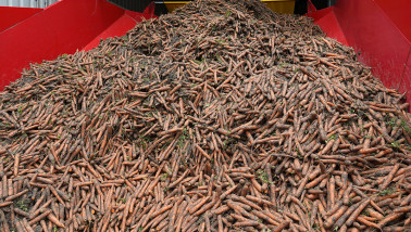 Oogst van peen, akkerbouw