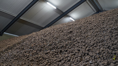 aardappelen aardappelbewaring zetmeelaardappelen
