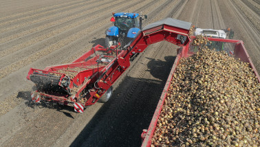 Oogst van uien, akkerbouw