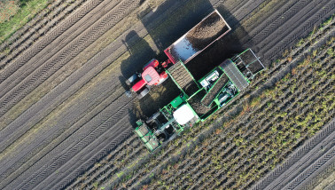 Oogst van aardappelen, akkerbouw
