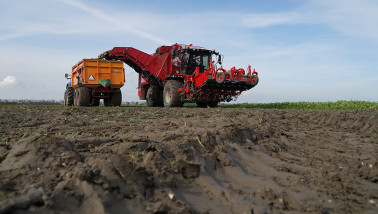 Bietenoogst op het land, waarbij suikerbieten worden geoogst.