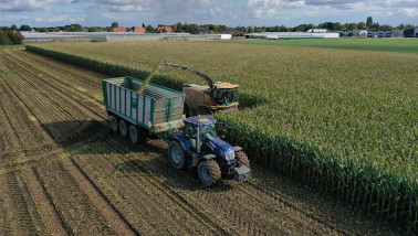 Hakselaar oogst snijmaïs voor ruwvoerwinning