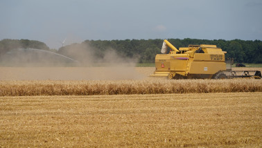 droogte graanoogst zomer wintergerst