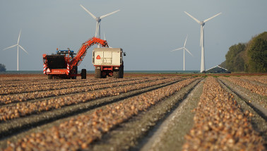 Oogst van uien, akkerbouw