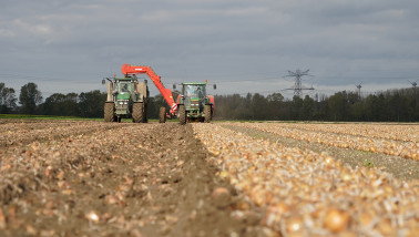 Oogst van uien, akkerbouw