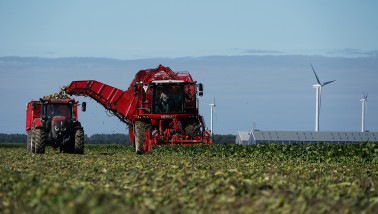 Bietenoogst op het land, waarbij suikerbieten worden geoogst.