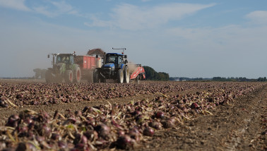 Oogst van rode uien, akkerbouw