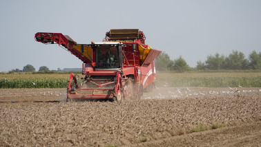 Oogst van aardappelen, akkerbouw