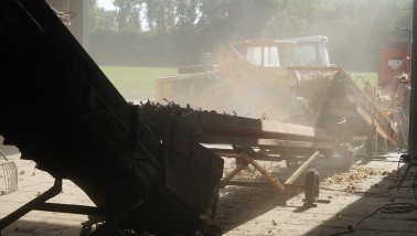 Oogst van uien, akkerbouw