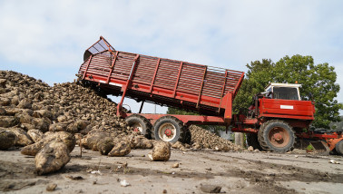 Bietenoogst op het land, waarbij suikerbieten worden geoogst.