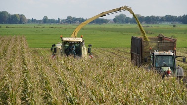 Hakselaar oogst snijmaïs voor ruwvoerwinning