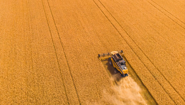Tarweoogst op het land, waarbij het rijpe tarwe wordt geoogst.