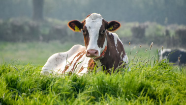koeien stikstof