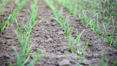 Uien groeien op een akkerbouwperceel.