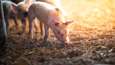 maandanalyse varkens - agri