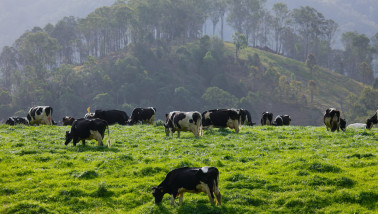 Koeien grazen op grasland, Australisch melkveebedrijf