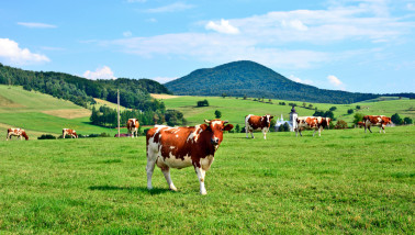 vaches Pologne