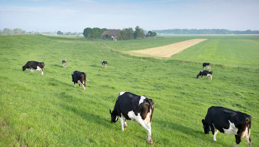 Dairy cows grazing in green pasture, Dutch dairy farm