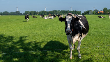 Koeien grazen op grasland, Nederlands melkveebedrijf