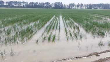 Onderlopen uienperceel met water op het akkerland.