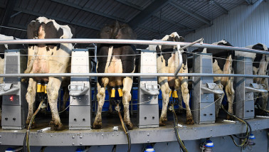 melken koeien frankrijk