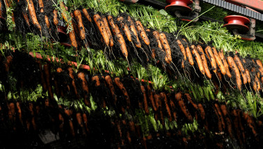 Oogst van peen, akkerbouw