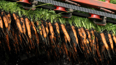 Oogst van peen, akkerbouw