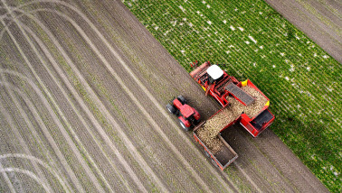 Bietenoogst op het land, waarbij suikerbieten worden geoogst.