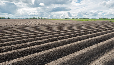 Aardappelprovincies België snijden in teelt