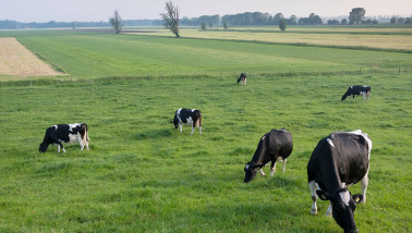 Melkkoeien grazen op grasland, Nederlands melkveebedrijf