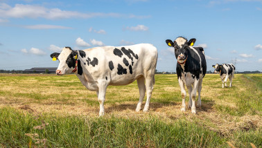 melkveebedrijf koeien