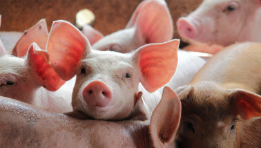 analyses mensuelles porcs - agriculture
