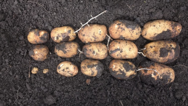Opbrengst aardappelen lager dan laatste jaren