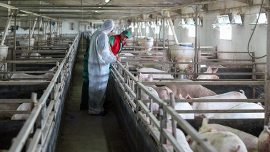 Verenigde Staten dierenarts varkensbedrijf