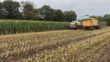 Maïs te vroeg oogsten: wat kost dat nu eigenlijk?