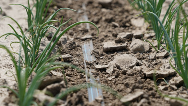 droogte uien