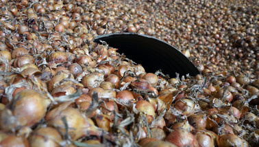 Uien in bewaring op een akkerbouwbedrijf