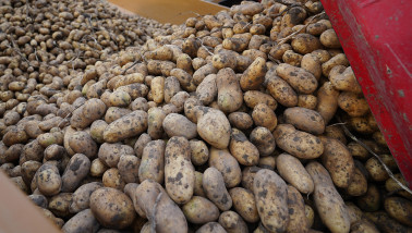 Oogst van aardappelen, akkerbouw