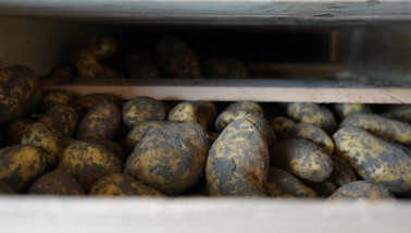 aardappelen Agrifoto4