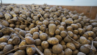 Oogst van aardappelen, akkerbouw