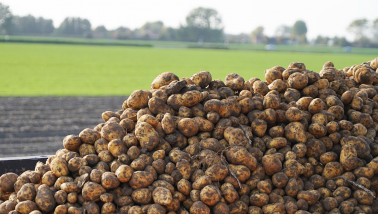 Oogst van aardappelen, akkerbouw