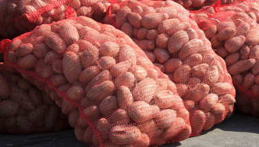 exportation de pommes de terre