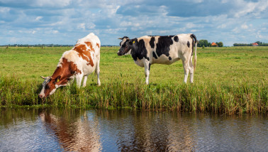 grond koeien Friesland
