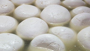 Productie van mozzarella kaas in een zuivelfabriek