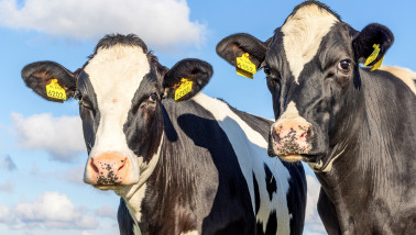 Melk koeien bij een melkveehouderij