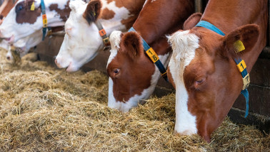 Koe die ruwvoer eet aan het voerhek in de stal.